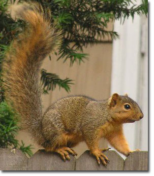 Eastern Fox Squirrel