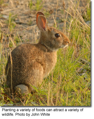 Planting a variety of foods can attract a variety of wildlife, photo by John White