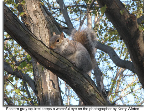 Eastern_Gray_Squirrel.jpg