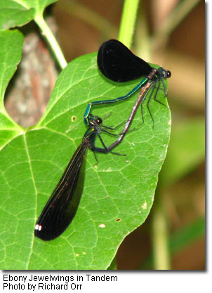 Ebony Jewelwings in Tandem, Photo by Richard Orr