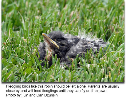 Fledgling robin, photo by Lin and Dan Dzurisin