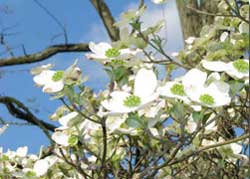 Flowering Dogwood, photo courtesy of Kerry Wixted