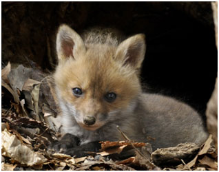 Fox kit by John White