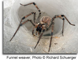 Funnel weaver, Photo © Richard Schuerger