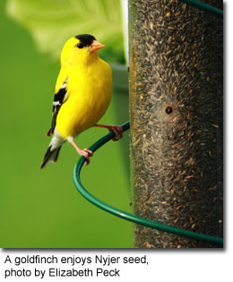 A goldfinch enjoys Nyjer seed, photo by Elizabeth Peck