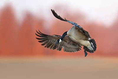 Canada Goose in flight, photo by Scott Moody