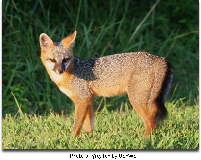 GrayFox_USFWS.jpg