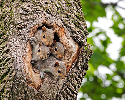 Nest of squirrels - Photo by Russ Poole