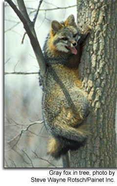 Gray fox, photo by Steve Wayne Rotsch/Painet Inc.