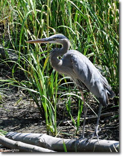 Great Blue Heron patroling the shoreline