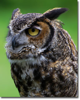 GreathornedOwl.jpg