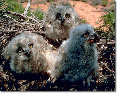 GreathornedOwlChicks_USFWS.jpg  <p style=