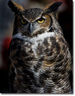 GreathornedOwl_William_Majoros_Wikimedia.jpg