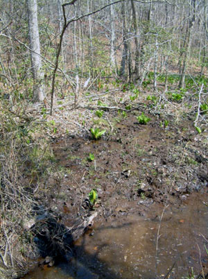 Photo 5: Habitat photo of Eastern Mud Salamander courtesy of Rebecca Chalmers