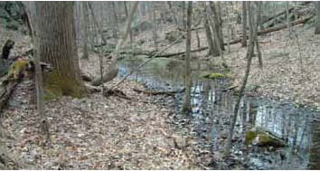 Habitat Photo of Jefferson Salamander courtesy of Rebecca Chalmers