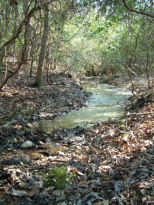 Habitat photo of Northern Red Salamander courtesy of Rebecca Chalmers