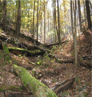 Habitat photo of Northern Slimy Salamander courtesy of Scott Smith