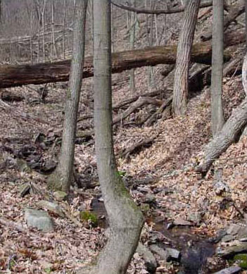 Habitat photo for Northern Spring Salamander courtesy of Matt Kline