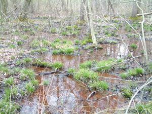 Photo of Habitat for Northern Green Frog courtesy of Rebecca Chalmers