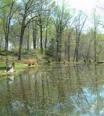 Photo of American Bullfrog Habitat, courtesy of Rebecca Chalmers