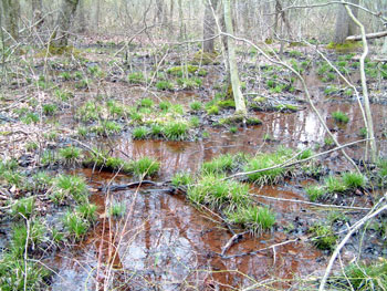 Photo of  Habitat for Eastern Cricket Frog, courtesy of Rebecca Chalmers