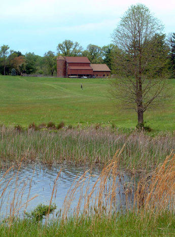 Photo of Habitat for Northern Spring Peeper, courtesy of Rebecca Chalmers