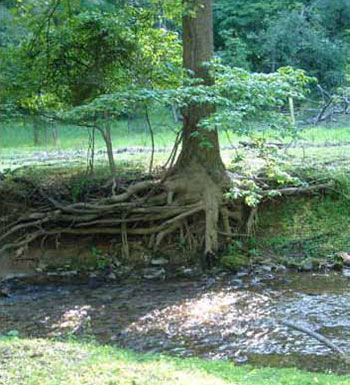 Photo of  Habitat for Northern Leopard Frog courtesy of Rebecca Chalmers