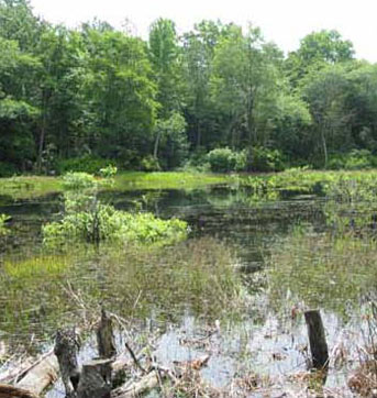 Habitat Photo of Eastern Tiger Salamander courtesy of Scott A. Smith