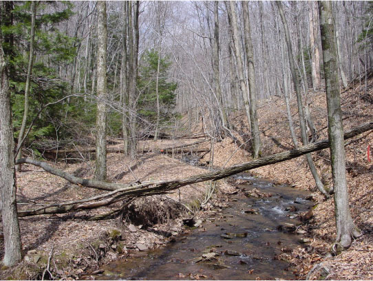 Habitat Photo for Allegheny Mountain Dusky Salamander courtesy of Matt Kline