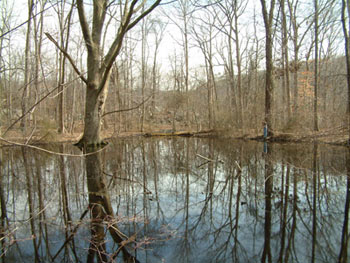 Marbled Salamander habitat, photo courtesy of Rebecca Chalmers