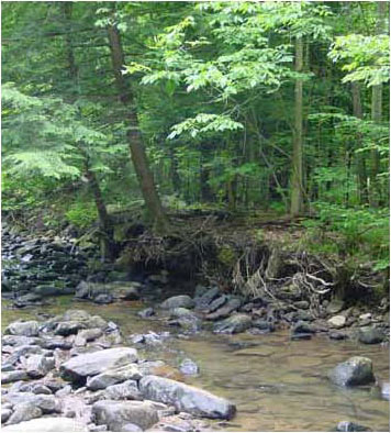 Photo of Common Mudpuppy Habitat by Matt Kline