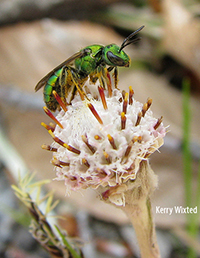 Halictid bee, photo by Kerry Wixted