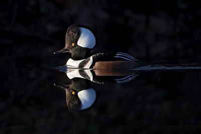 Hooded Merganser, photo by Scott Suriano