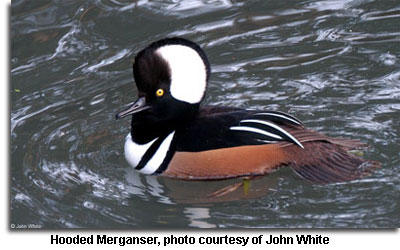 HoodedMerganser_JW.jpg