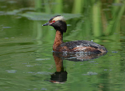 Horned-Grebe-Male-winter.jpg