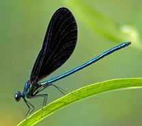 Ebony Jewelwing, photo by Richard Orr