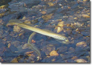 American Brook Lamprey, Courtesy of John Cramer Photography, flickr