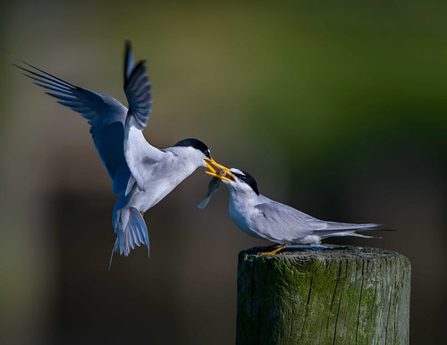 Least Terns by Mitch Adolph, MD DNR Photo Contest