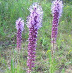 Liatris,  photo courtesy of Kerry Wixted