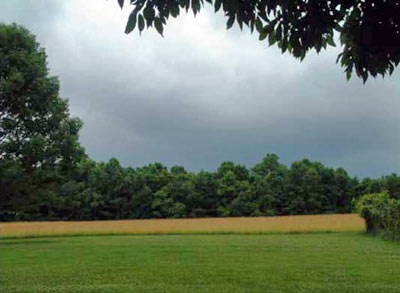 Eastern Fence Lizard Habitat, Photo by Rebecca Chalmers