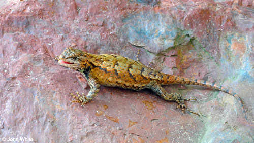 Eastern Fence Lizard Adult, Photo by John White