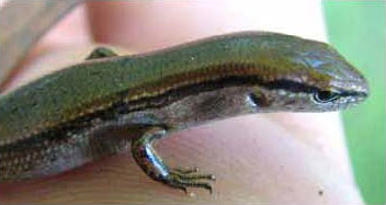 Little Brown Skink Adult photo by John Kazyak