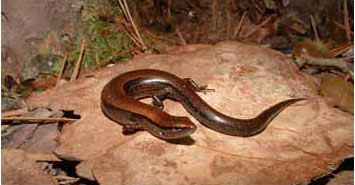 Little Brown Skink Adult photo by Matt Close