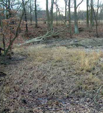 Little Brown Skink Habitat photo by Rebecca Chalmers