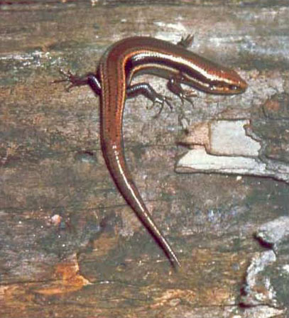 Northern Coal Skink Adult photo by Charlie Stine