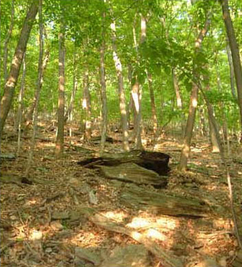 Northern Coal Skink Habitat photo by Rebecca Chalmers