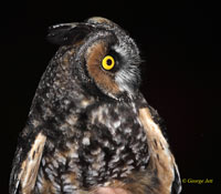 Photo of Long-eared Owl courtesy of George jett