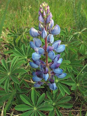 Lupines