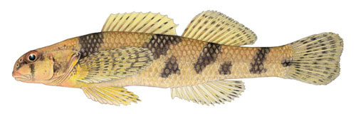 Illustration of Maryland Darter, courtesy of Dr. John Neely