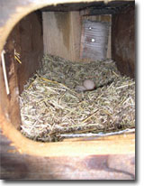 Interior of Horizontal Next Box with eggs